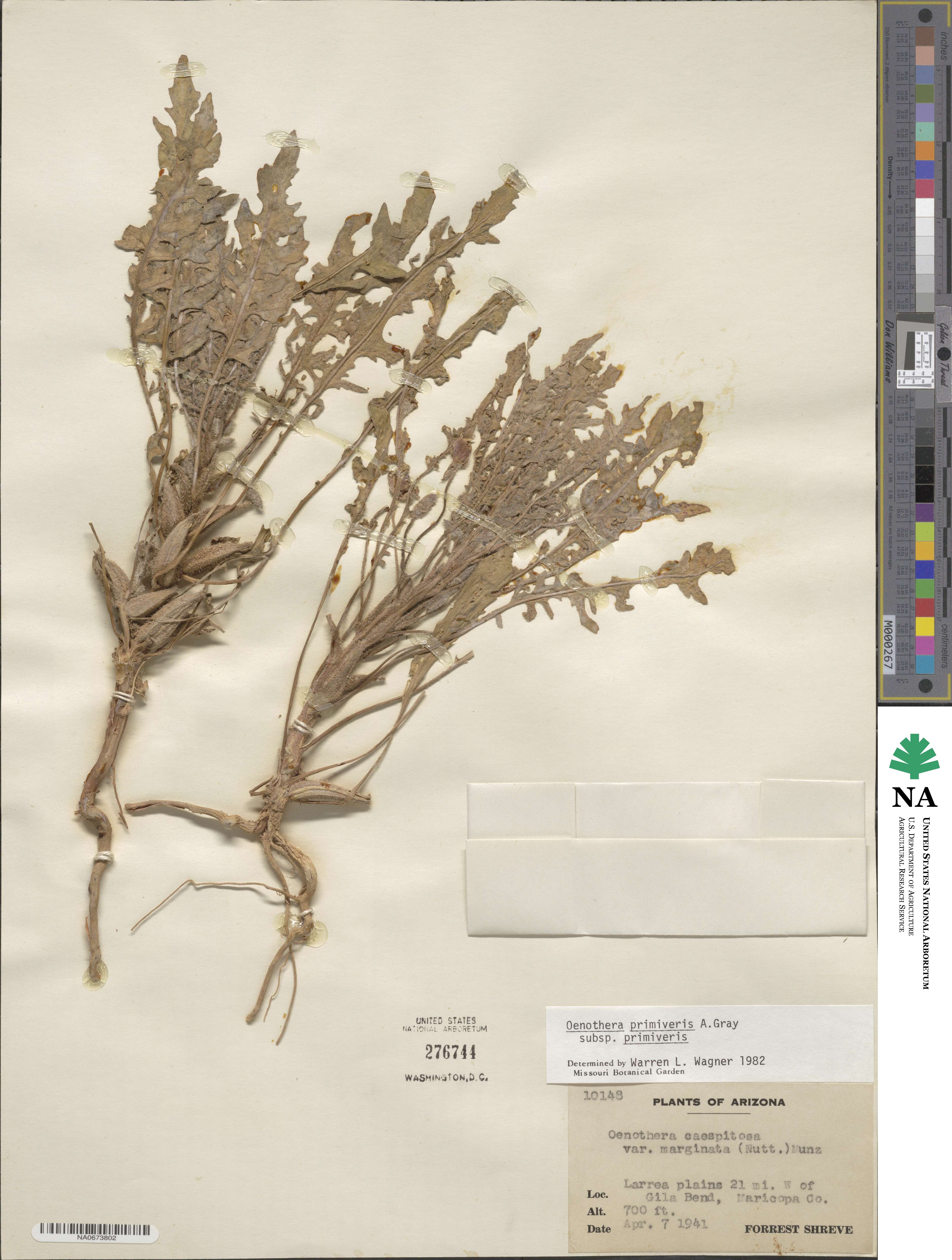 Oenothera primiveris image