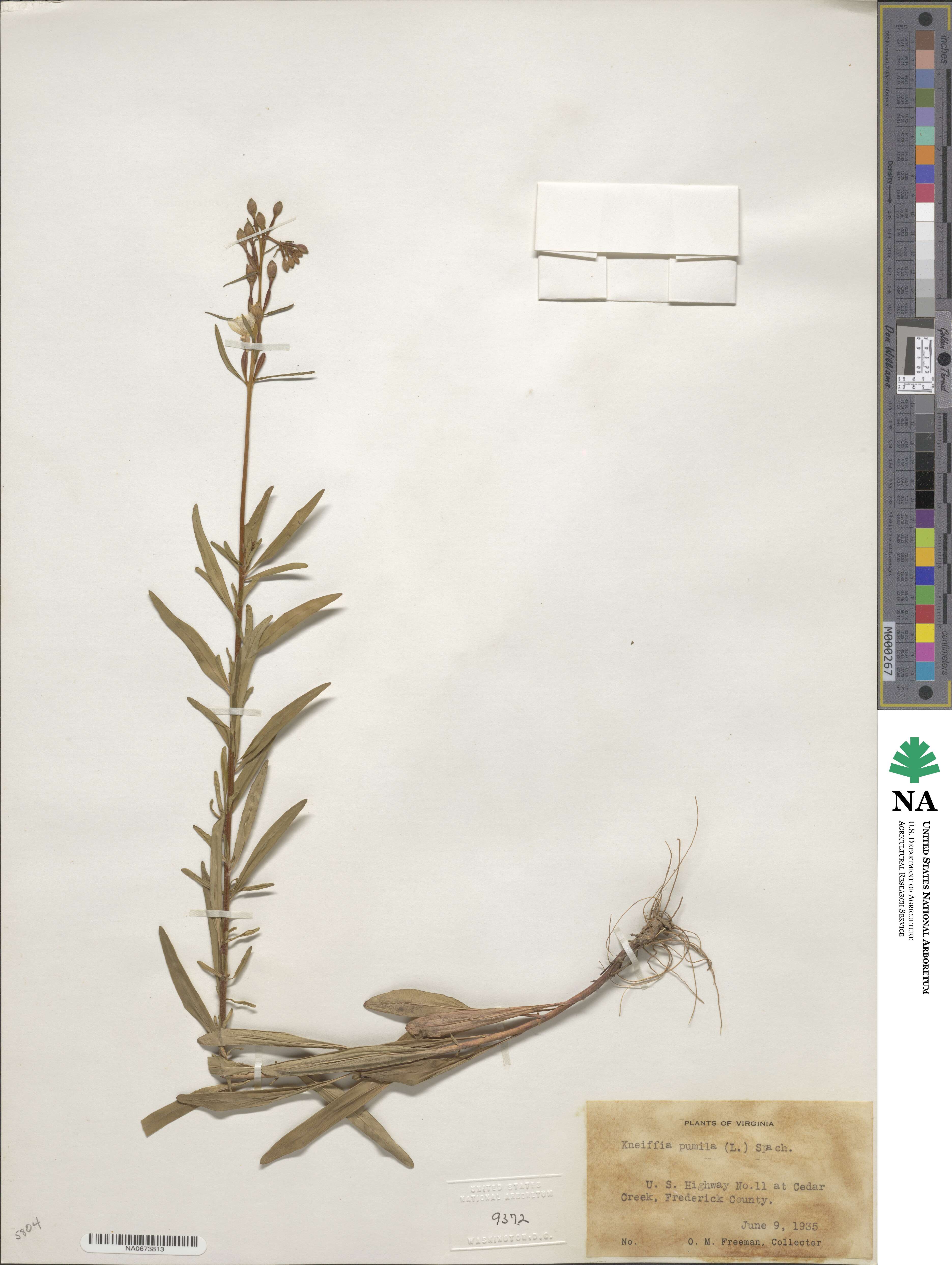 Oenothera perennis image