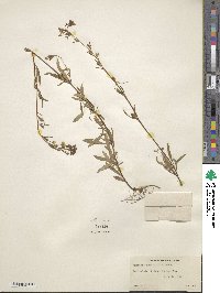 Oenothera perennis image