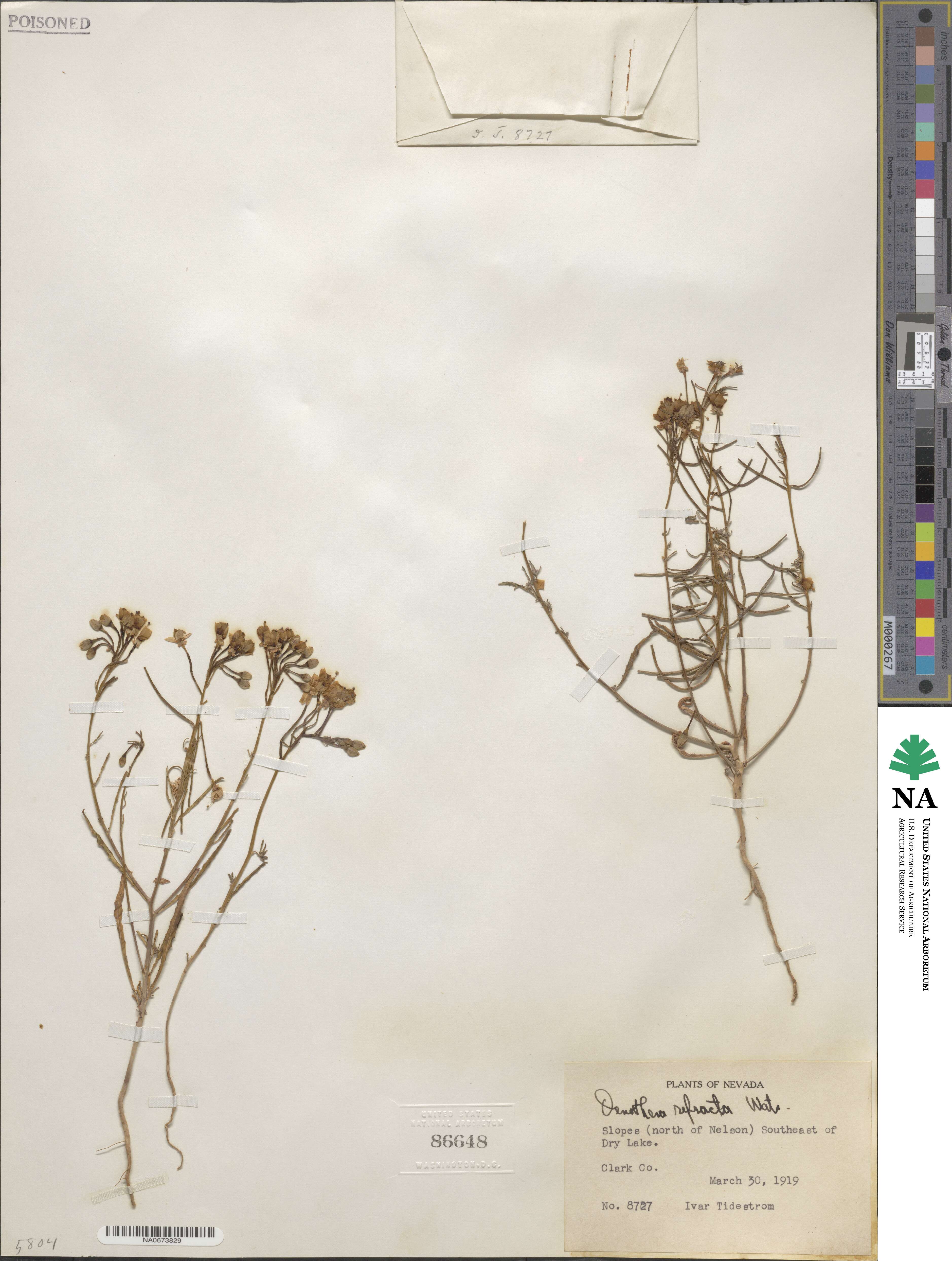 Eremothera refracta image