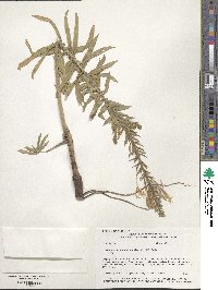 Oenothera rhombipetala image