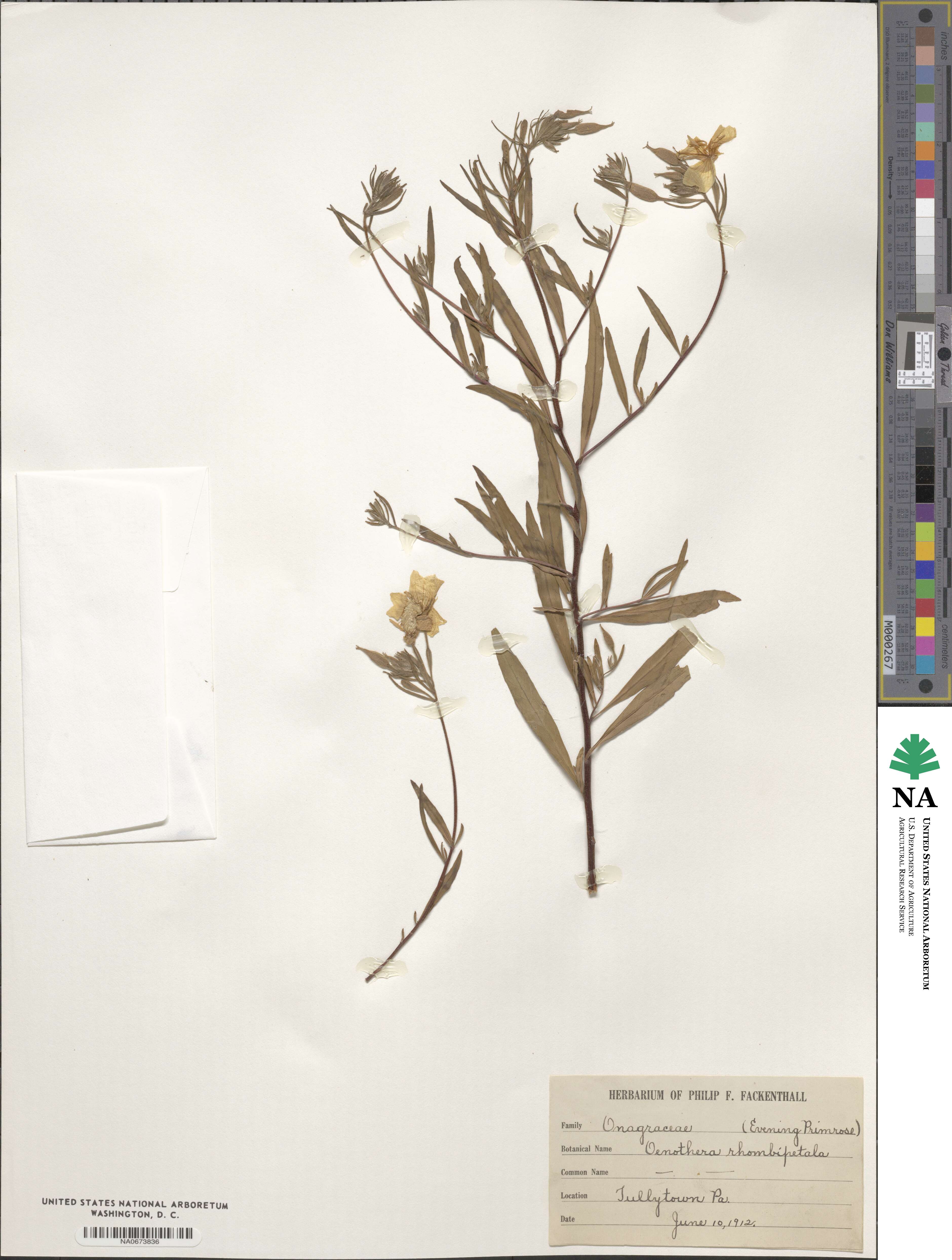 Oenothera rhombipetala image