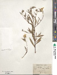 Oenothera rhombipetala image