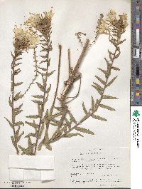 Oenothera rhombipetala image