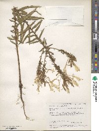 Oenothera rhombipetala image