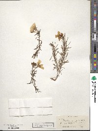 Oenothera serrulata image