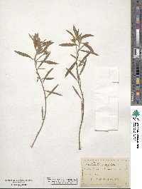 Oenothera serrulata image