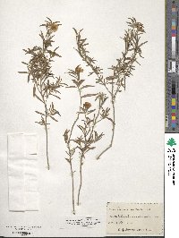 Oenothera serrulata image