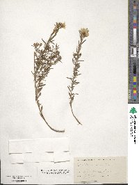 Oenothera serrulata image