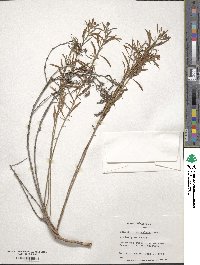 Oenothera serrulata image