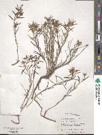 Oenothera serrulata image