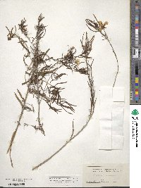 Oenothera serrulata image