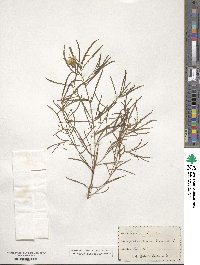 Oenothera serrulata image