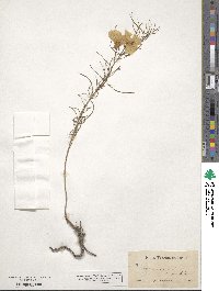 Oenothera serrulata image