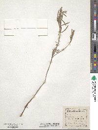 Oenothera serrulata image