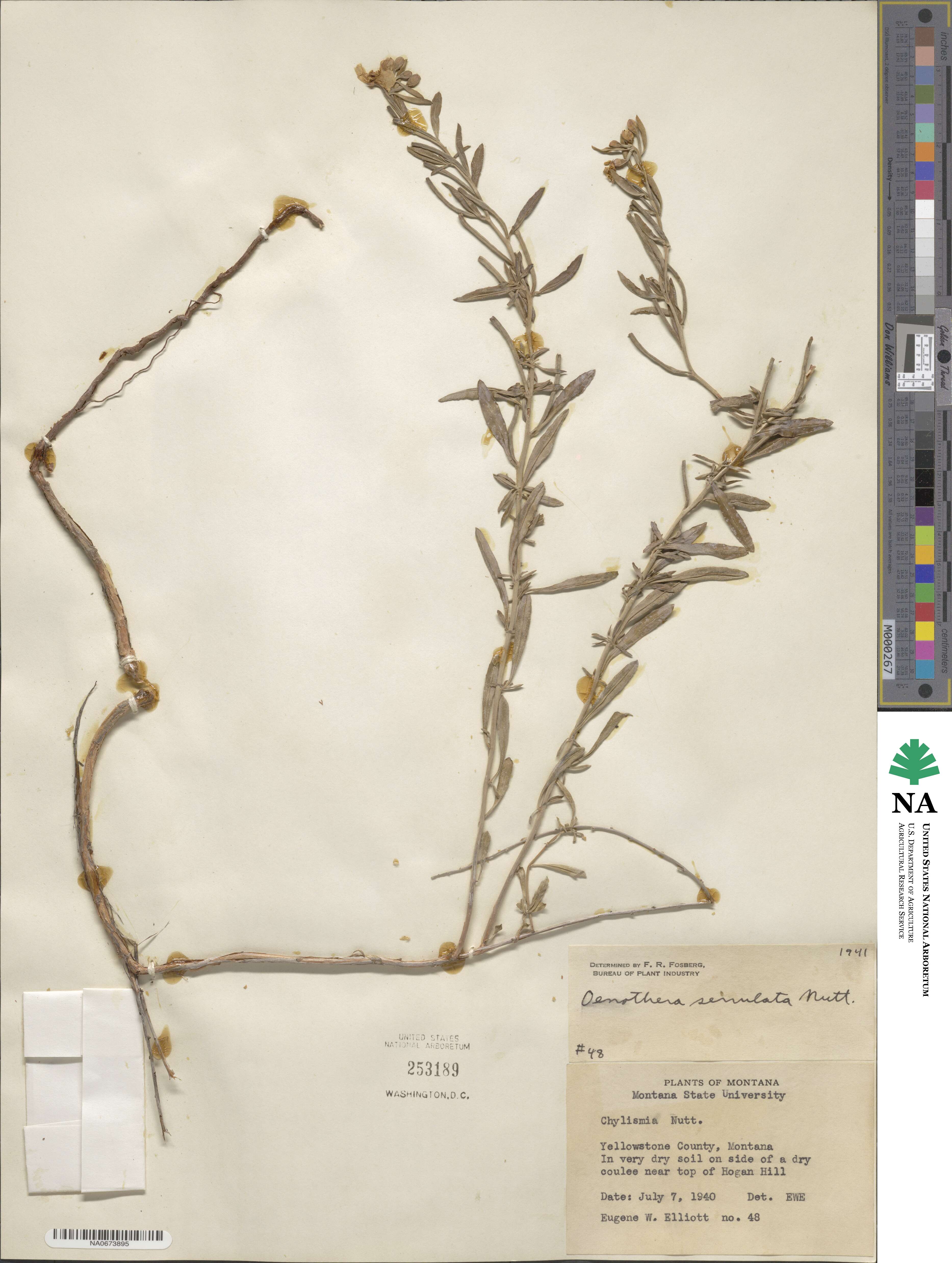 Oenothera serrulata image