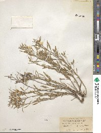 Oenothera serrulata image