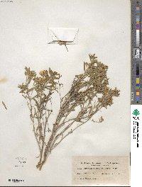 Oenothera serrulata image