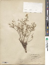 Oenothera serrulata image