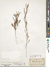 Oenothera spachiana image