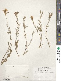 Oenothera speciosa image