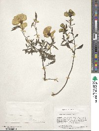 Oenothera speciosa image