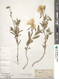 Oenothera speciosa image