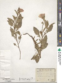 Oenothera speciosa image