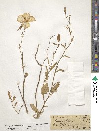 Oenothera speciosa image