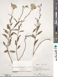 Oenothera speciosa image