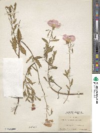 Oenothera speciosa image