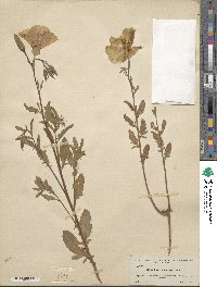 Oenothera speciosa image