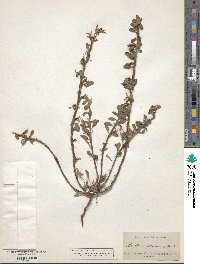 Camissoniopsis cheiranthifolia image