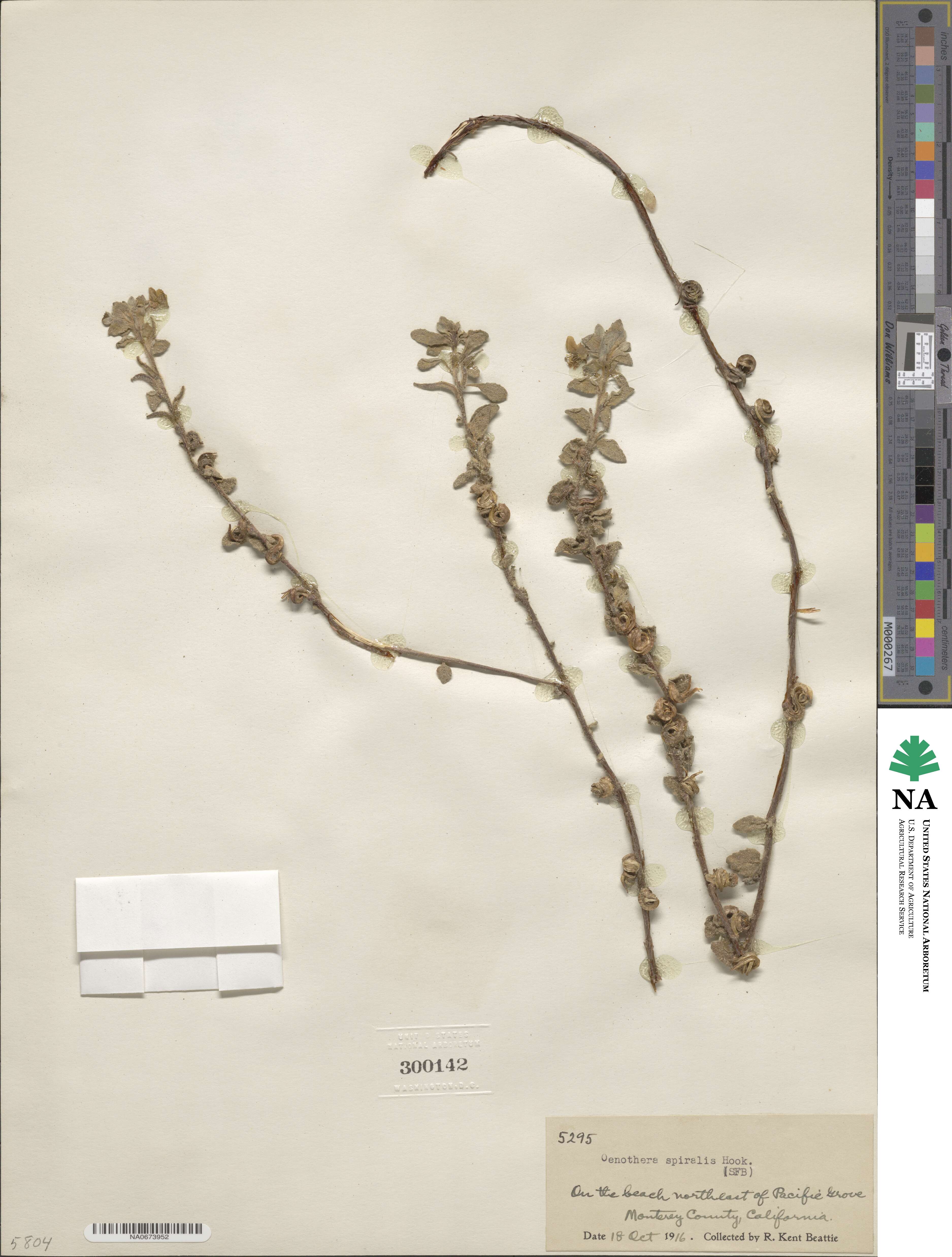 Camissoniopsis cheiranthifolia subsp. cheiranthifolia image