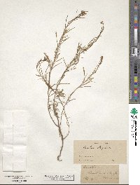 Oenothera strigulosa image