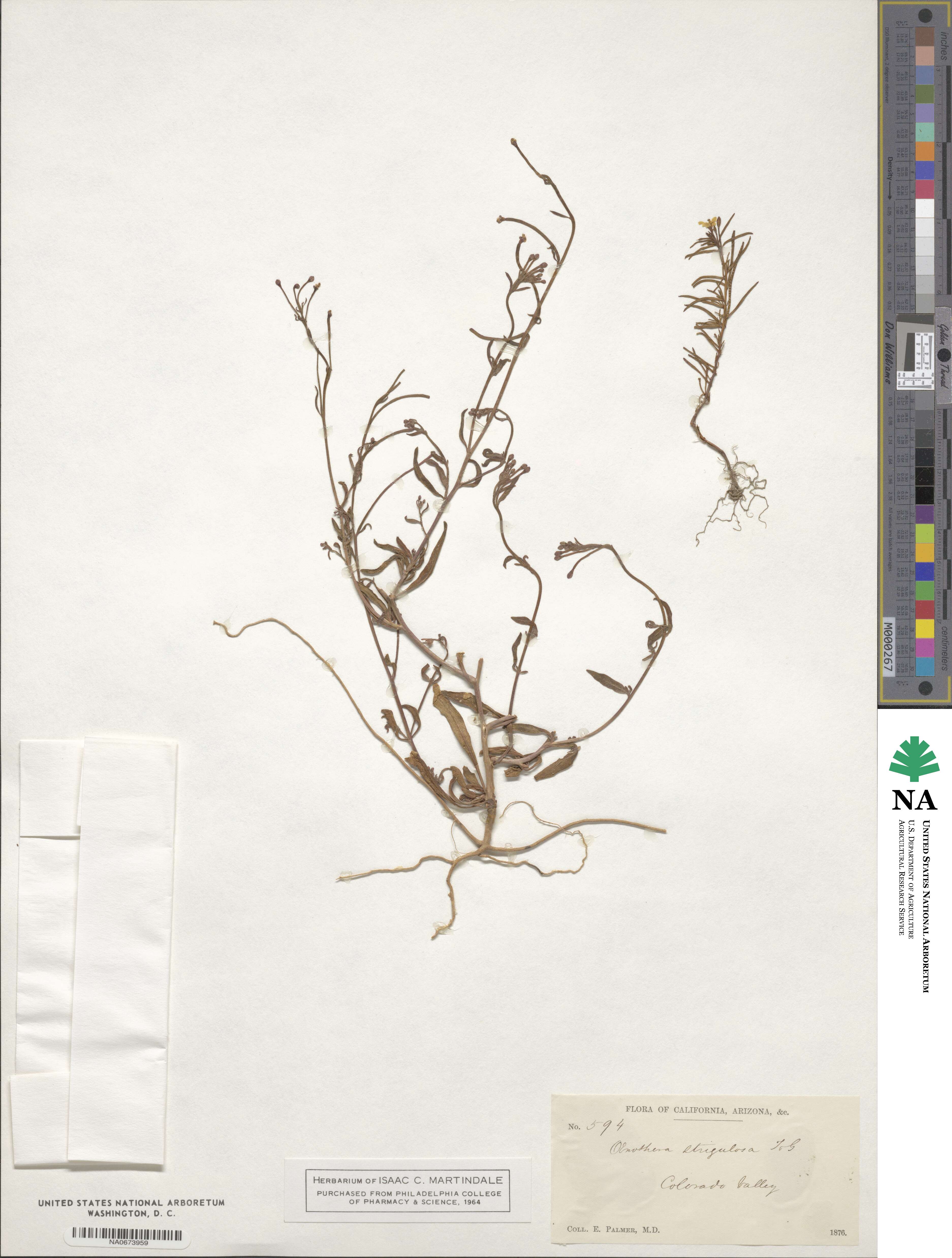 Oenothera strigulosa image