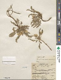 Taraxia tanacetifolia image