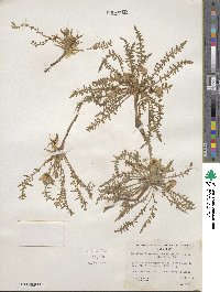 Taraxia tanacetifolia image