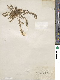 Taraxia tanacetifolia image