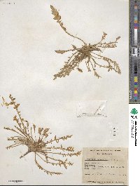 Taraxia tanacetifolia image