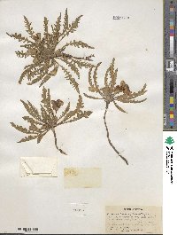 Taraxia tanacetifolia image