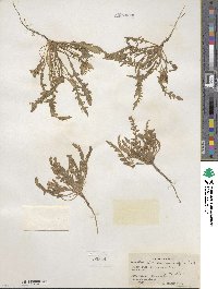 Taraxia tanacetifolia image