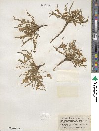 Taraxia tanacetifolia image