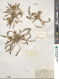 Taraxia tanacetifolia image