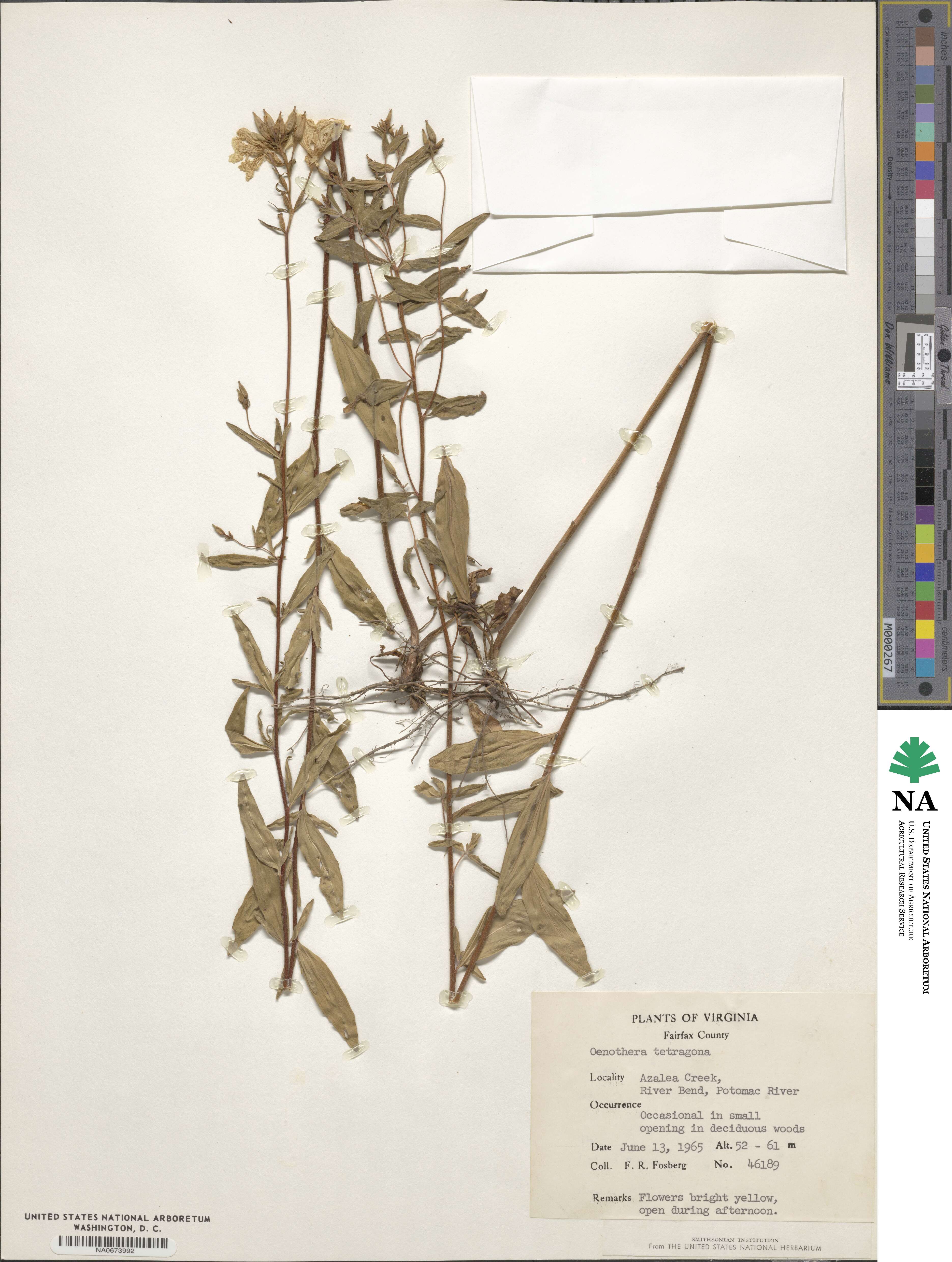 Oenothera fruticosa subsp. tetragona image