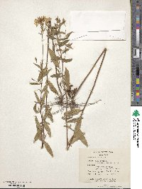 Oenothera fruticosa image