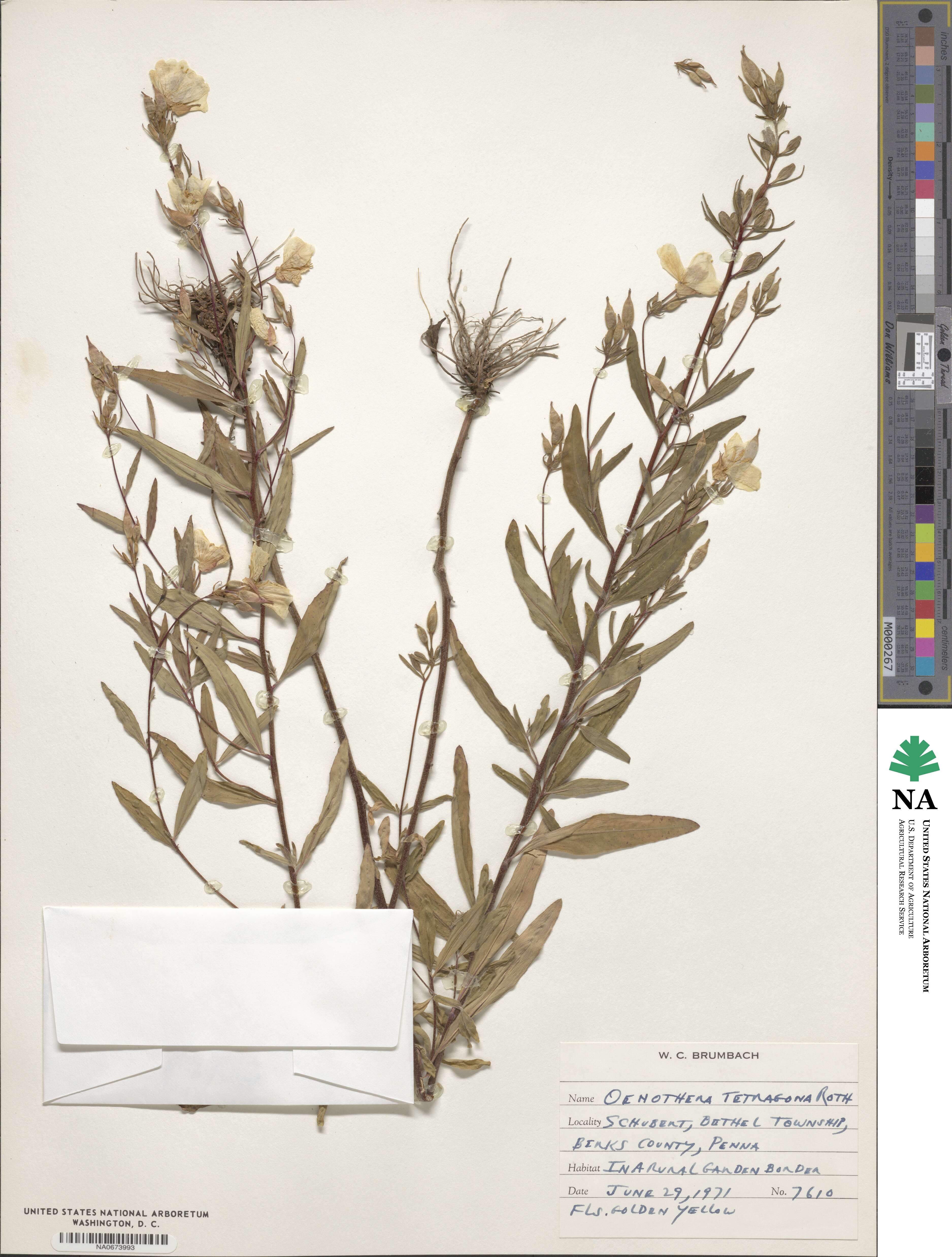 Oenothera fruticosa subsp. tetragona image