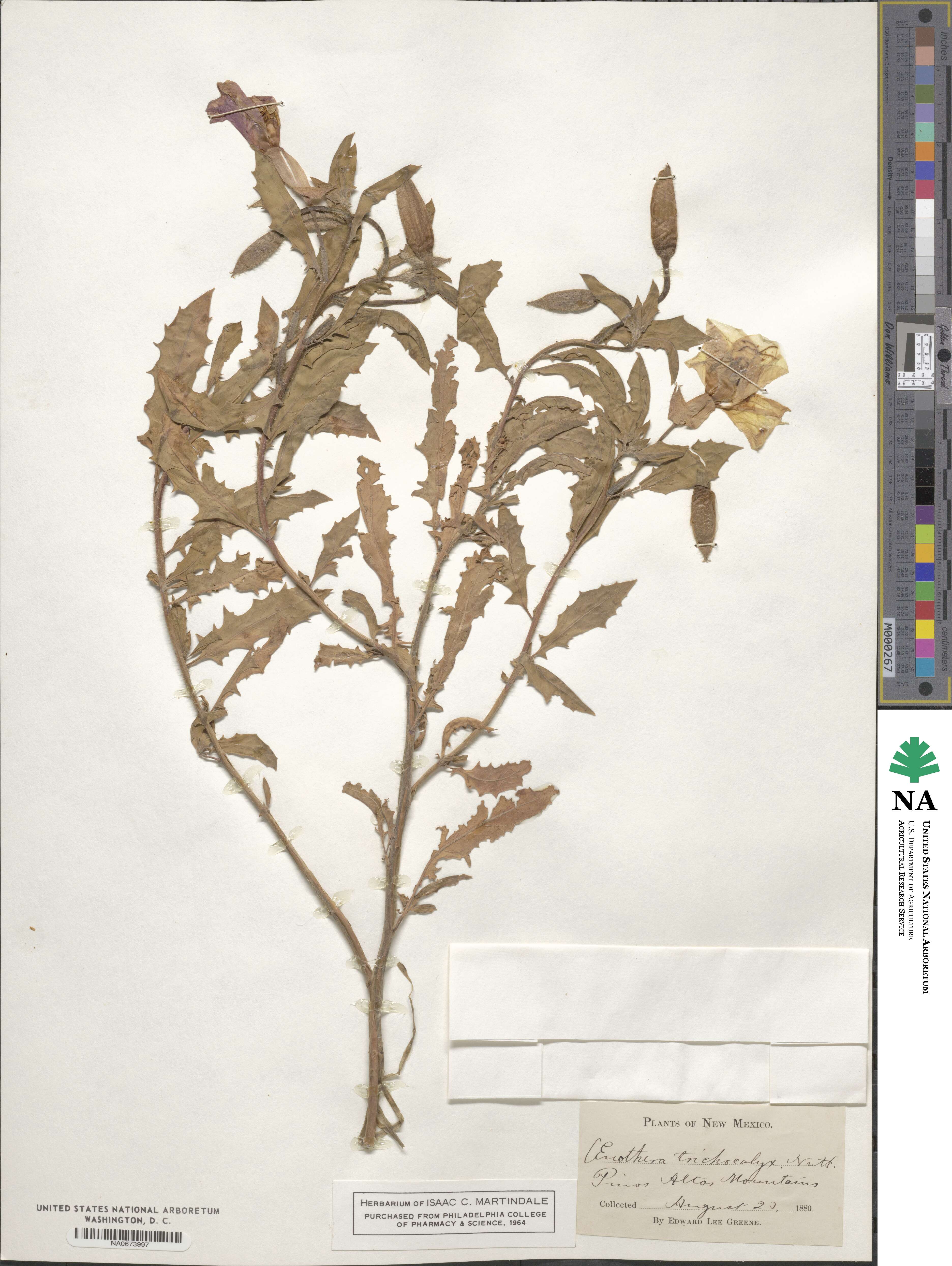 Oenothera pallida subsp. trichocalyx image