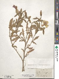 Oenothera pallida subsp. trichocalyx image