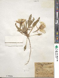 Oenothera pallida subsp. trichocalyx image